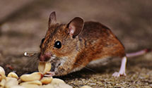 24 Hour & Emergency Exterminators in Reliance, SD